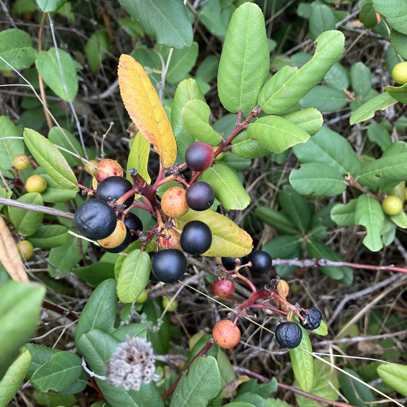 California Coffeeberry fruit on Valley View Trail.