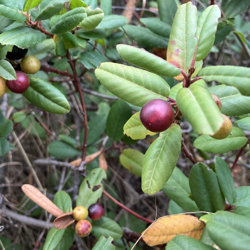 California Coffeeberry fruit on Valley View Trail.
