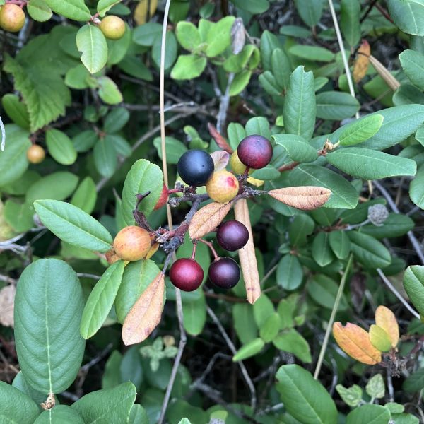 California Coffeeberry fruit on Valley View Trail.