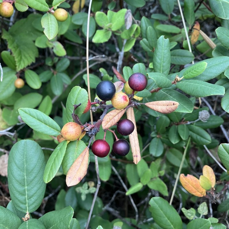 California Coffeeberry fruit on Valley View Trail.