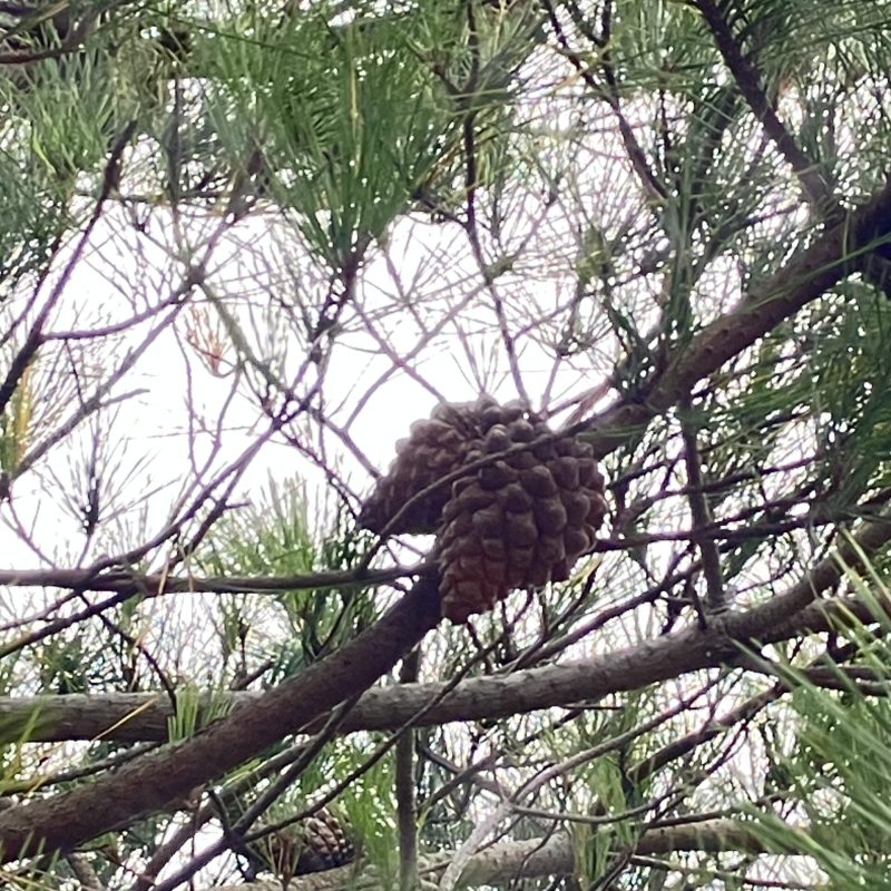 Monterey Pine Cones on Valley View Trail.