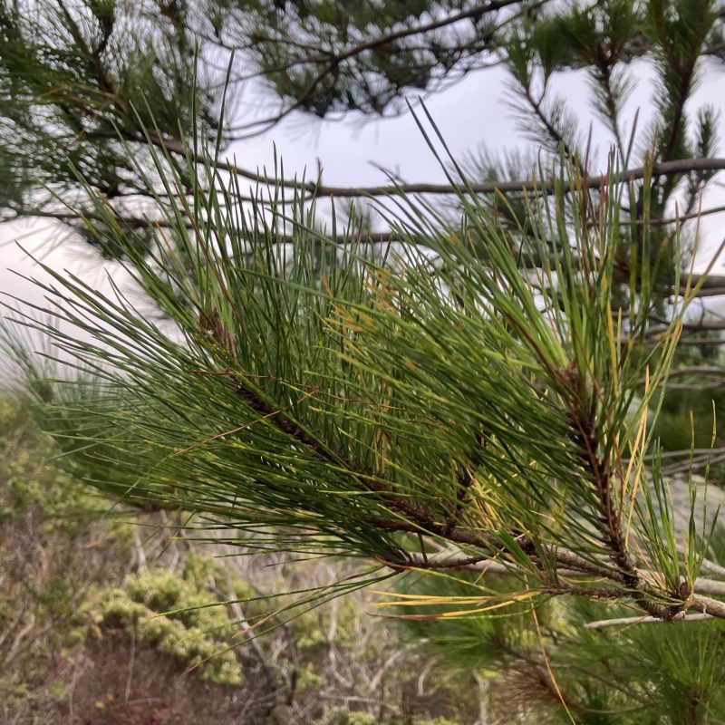 Monterey Pine branches and needles on Valley View Trail.
