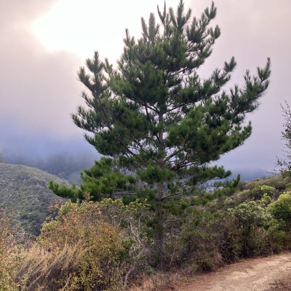 Monterey Pine tree on Valley View Trail.