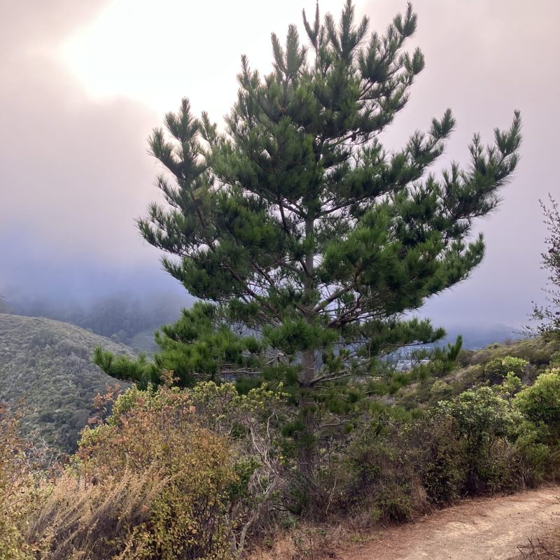 Monterey Pine tree on Valley View Trail.