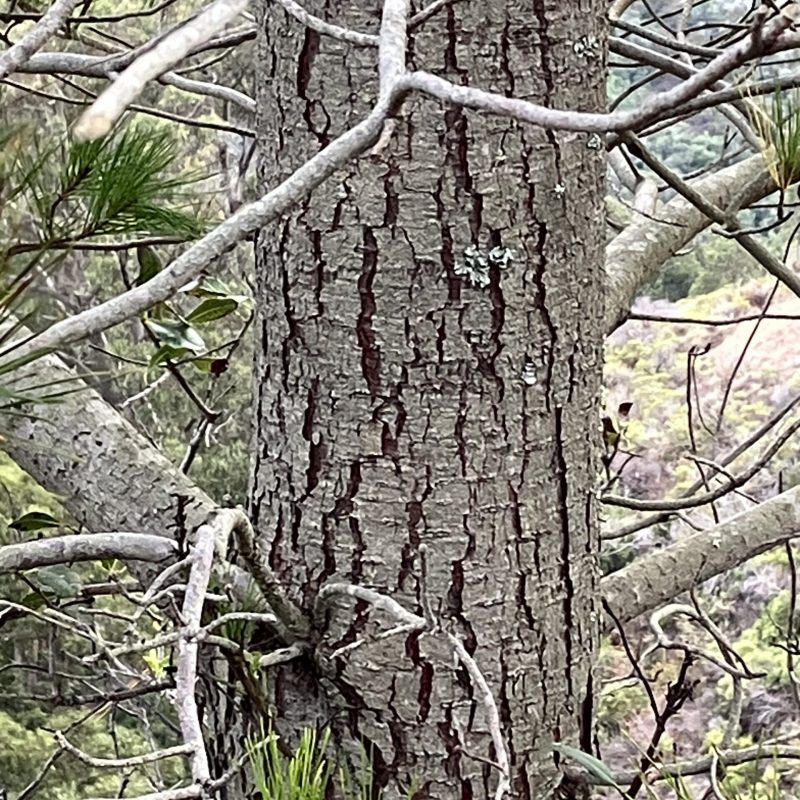 Monterey Pine tree bark on Valley View Trail.