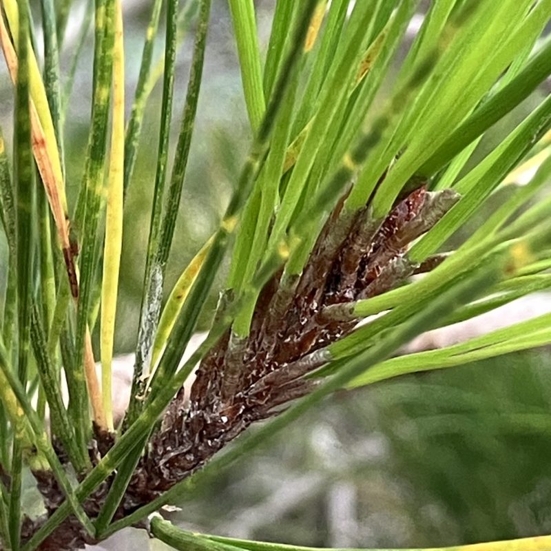 Monterey Pine needles on Valley View Trail.
