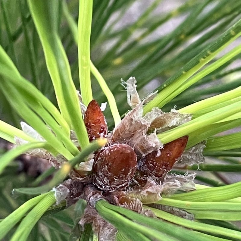 Monterey Pine needles on Valley View Trail.