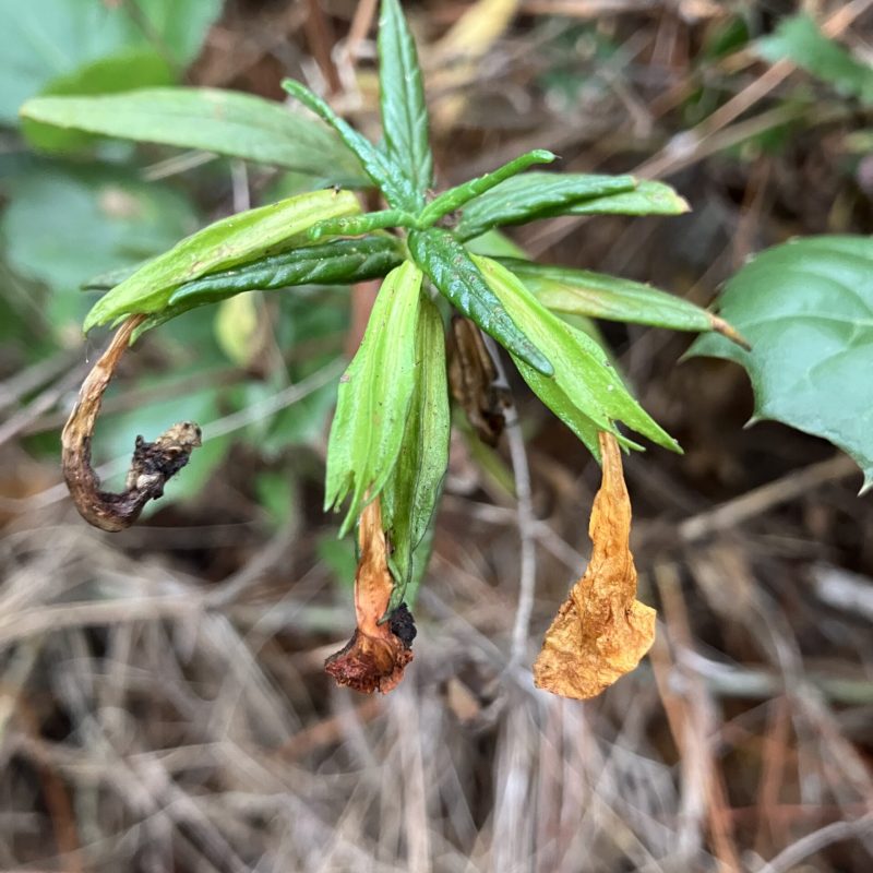 Sticky Monkeyflower withering flower on Trout Farm Trail.