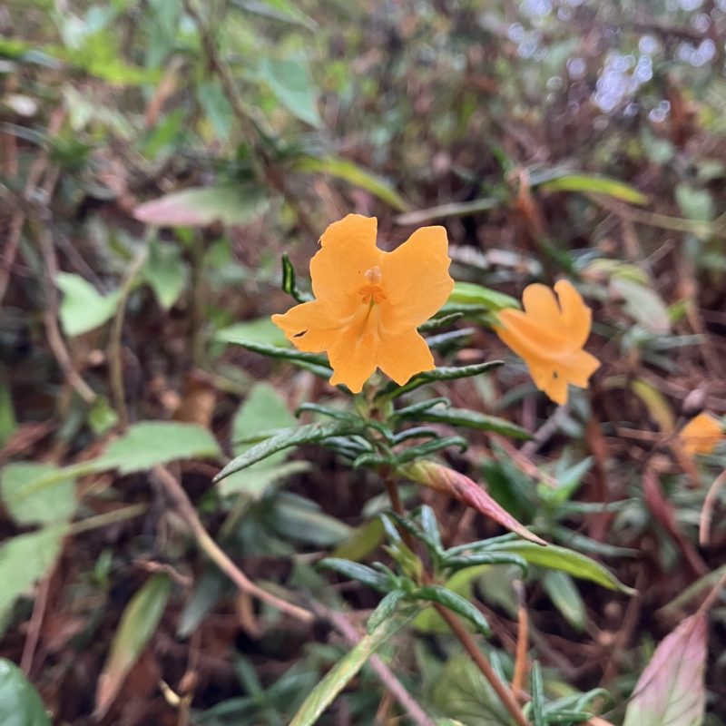 Sticky Monkeyflower flower on Trout Farm Trail.