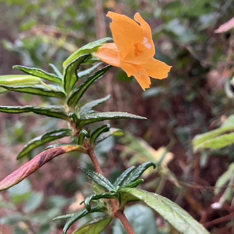 Sticky Monkeyflower flower on Trout Farm Trail.