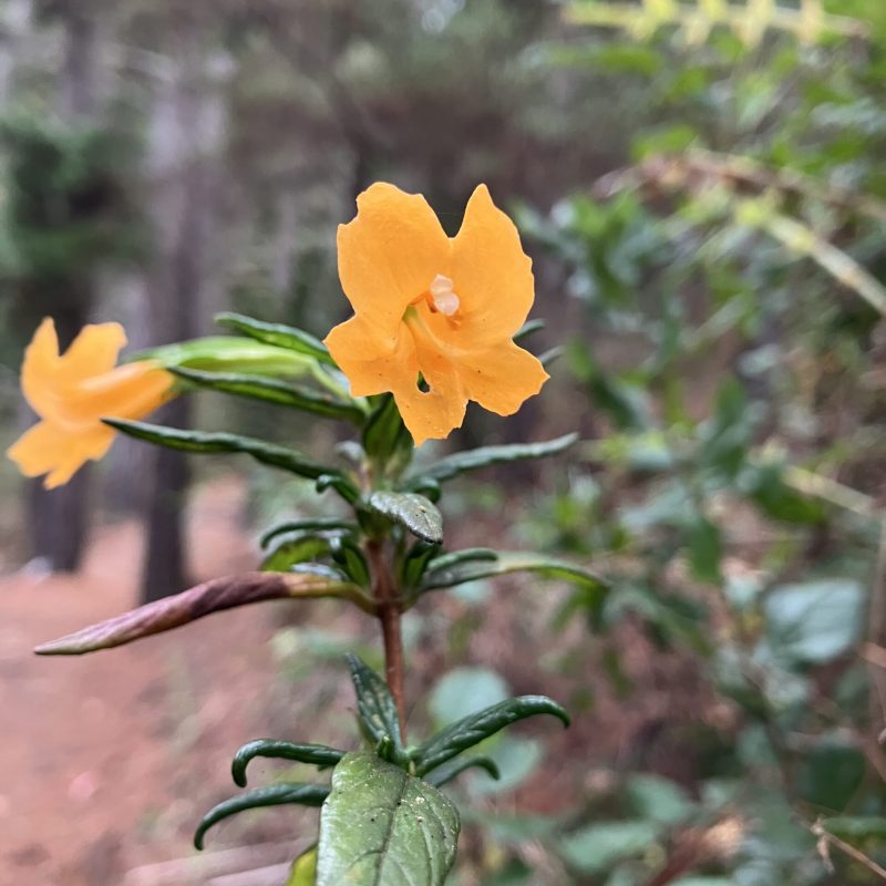 Sticky Monkeyflower flower on Trout Farm Trail.