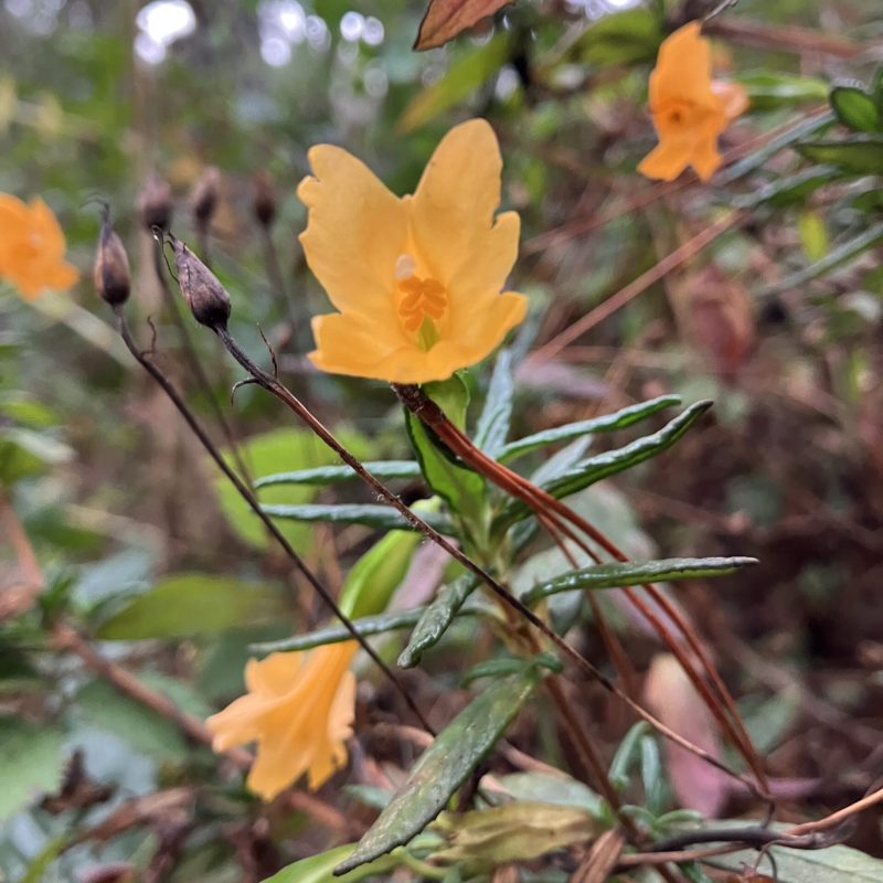 Sticky Monkeyflower flower on Trout Farm Trail.