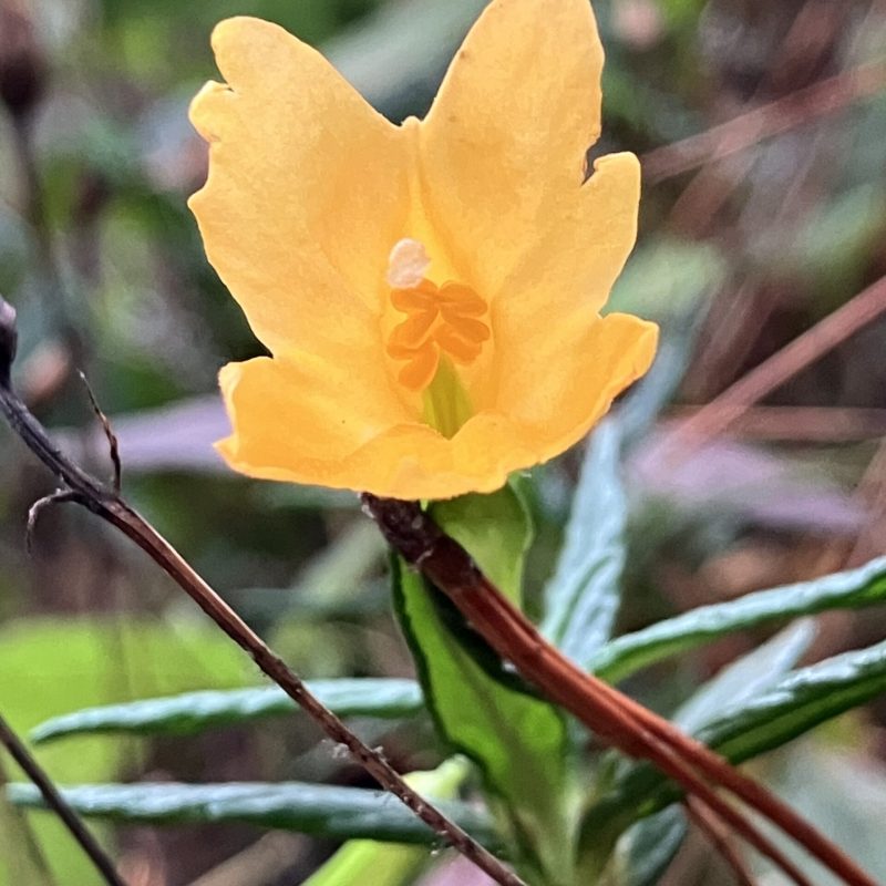 Sticky Monkeyflower flower close up on Trout Farm Trail.