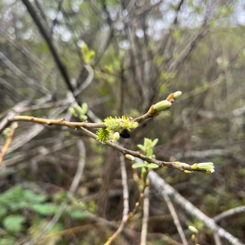 Arroyo Willow male catkins budding. Back of