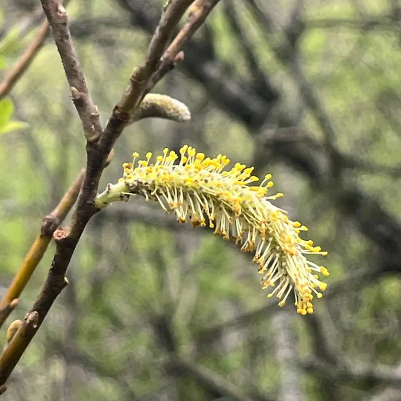 Photo By Gwen Sanderson