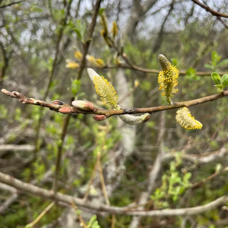 Photo by Gwen Sanderson