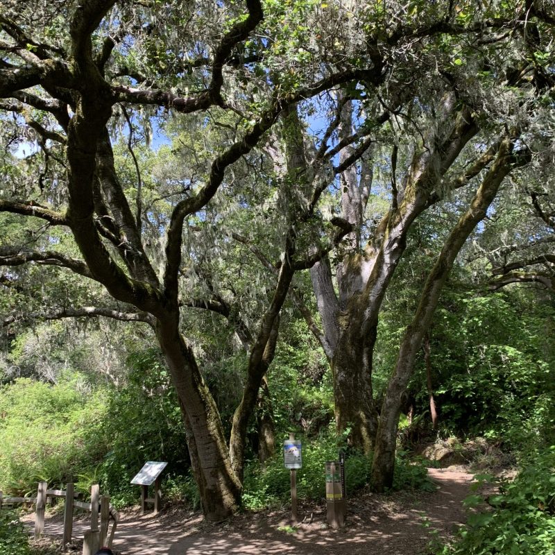 Coast Live Oak (Quercus agrifolia) on Hazelnut Trail.