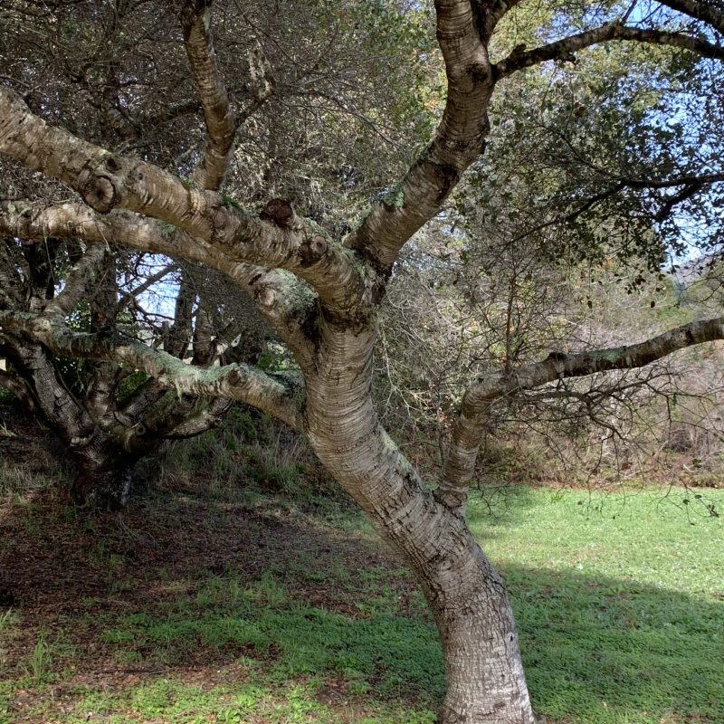 Coast Live Oak trunk