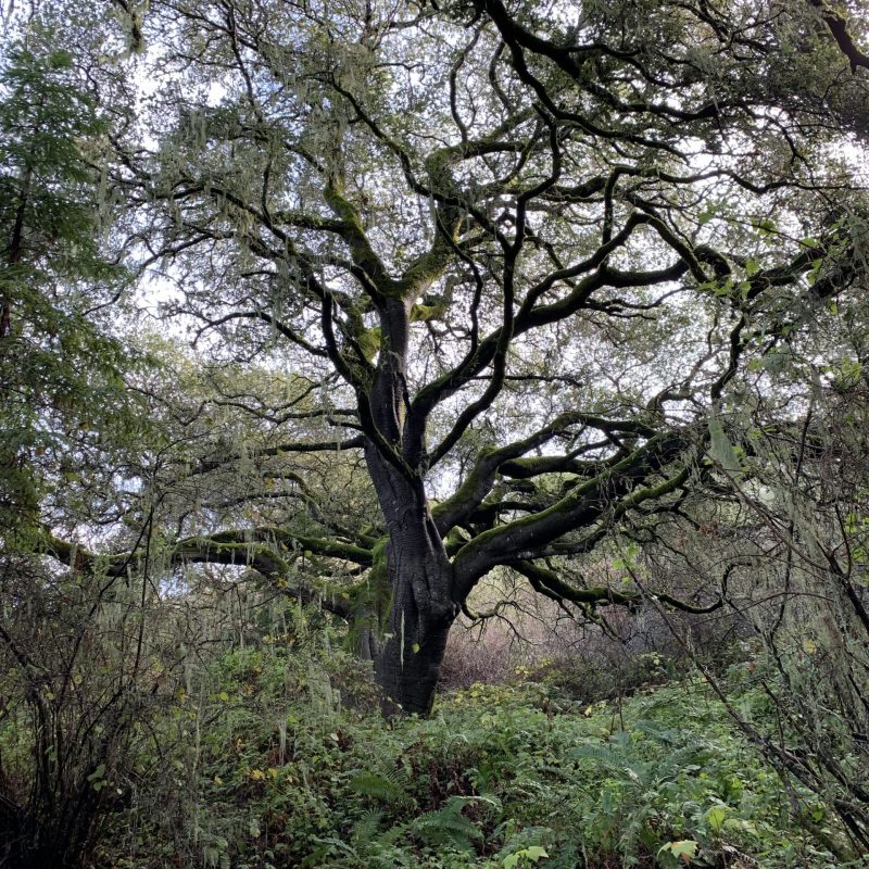Coast Live Oak on Hazelnut Trail.