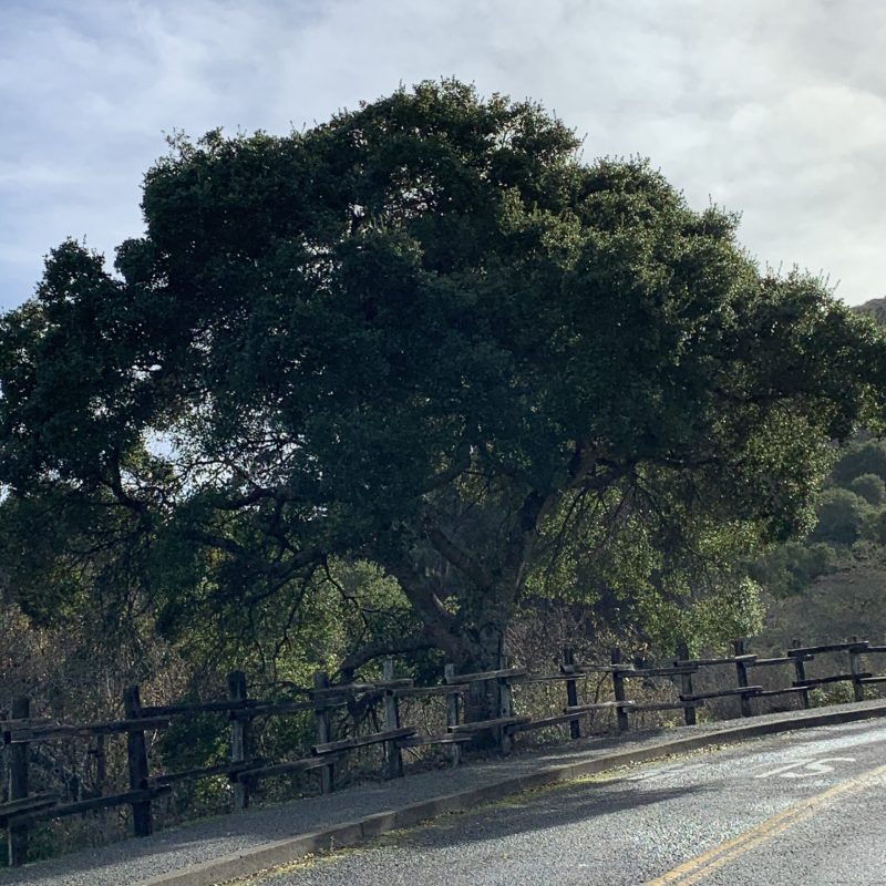 Coast Live Oak tree at Park entrance