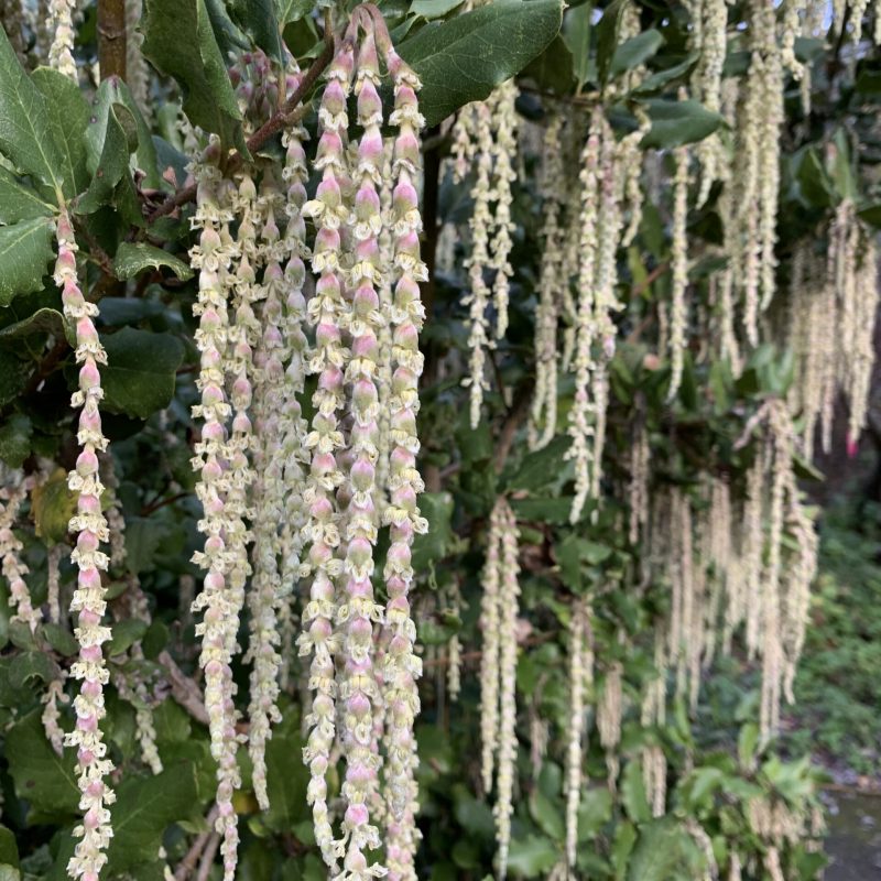 Male catkins of Coast Silktassel near visitor center.