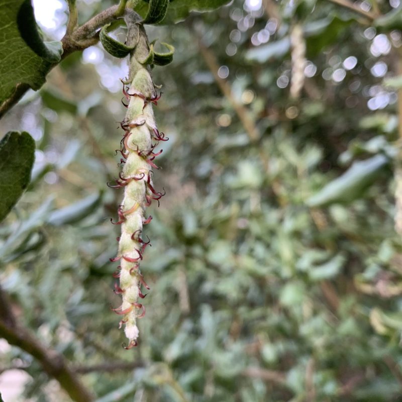 Female catkins of a Coast Silktassel near a visitor center.