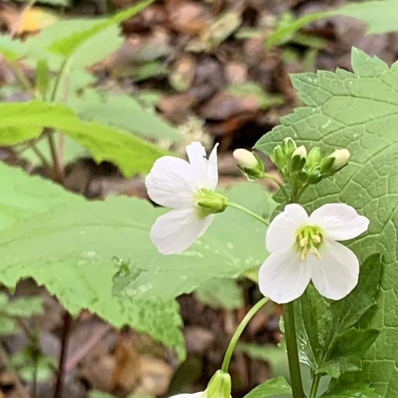 Milk Maids | Cardamine californica | Flowers