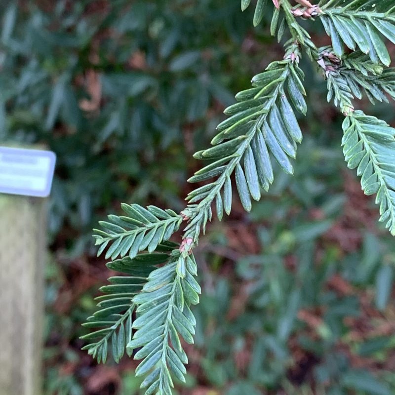 Coast Redwood | Sequoia sempervirens | Needles