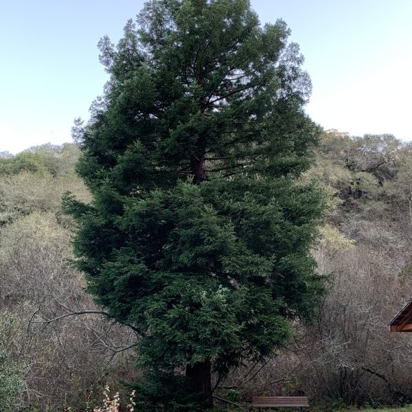 Coast Redwood on Plaskon Nature Trail.