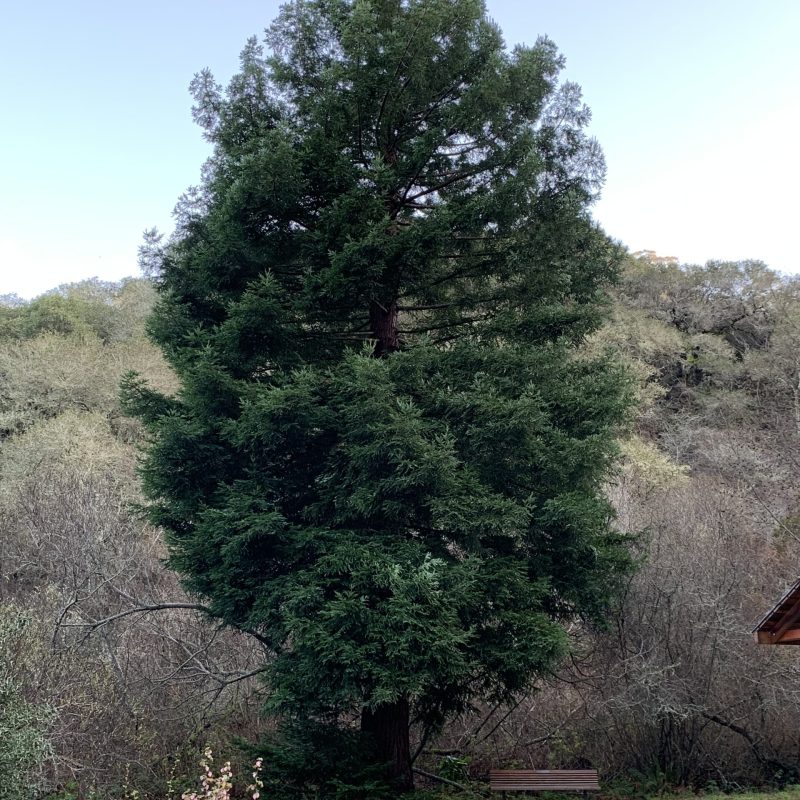 Coast Redwood on Plaskon Nature Trail.