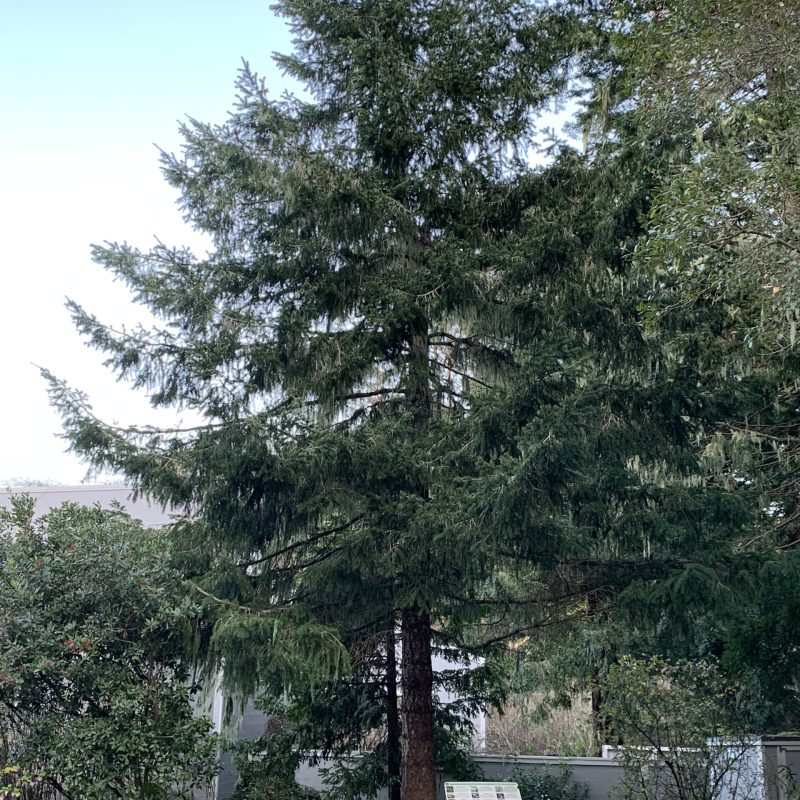 Douglas Fir tree outside of the visitor center.