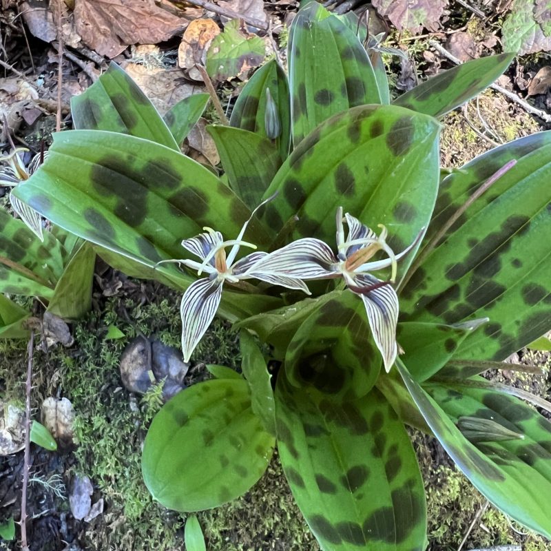 Close up of a Fetid Adder's Tongue flower.