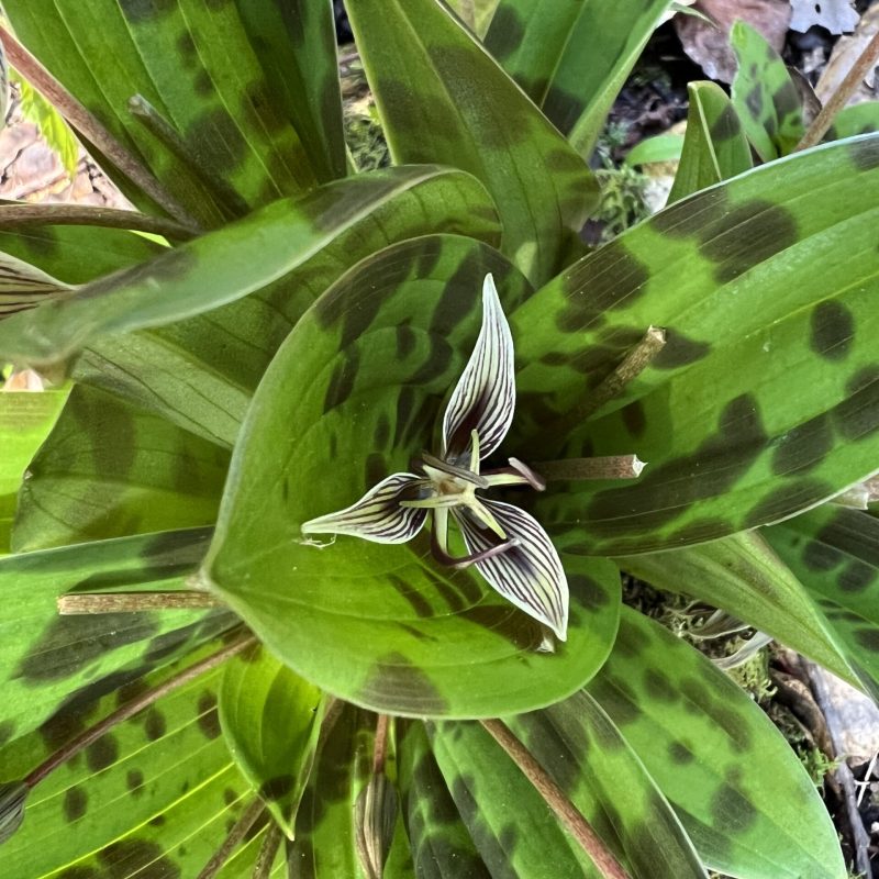 Close up of a Fetid Adder's Tongue flower.