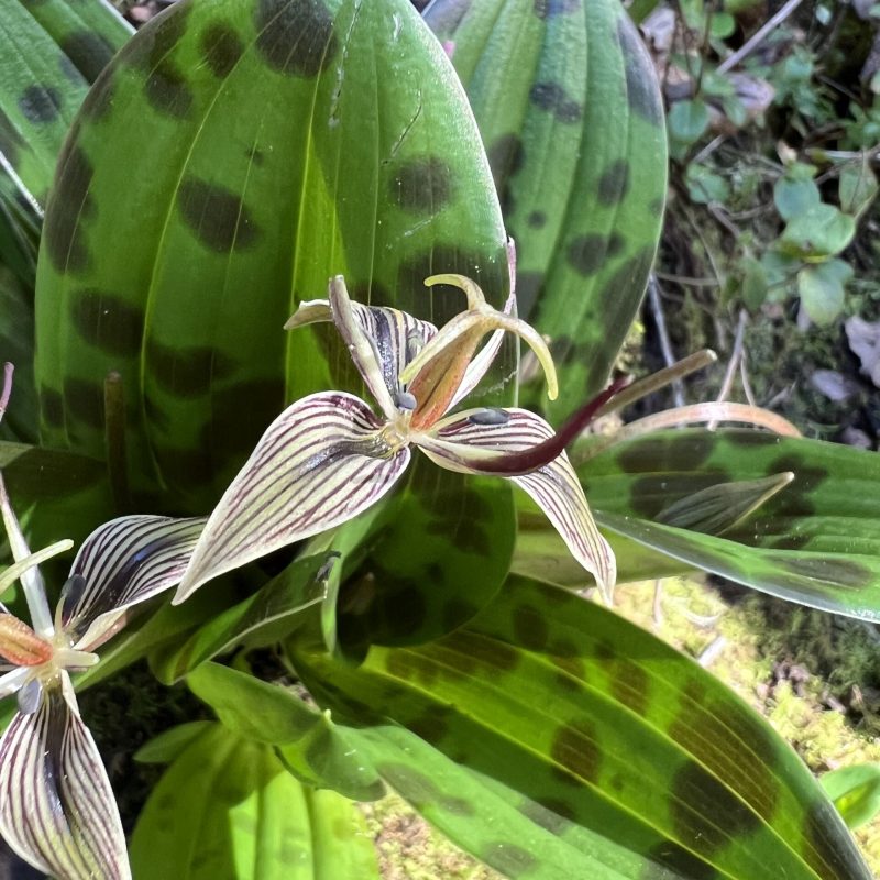 Close up of a Fetid Adder's Tongue flower.