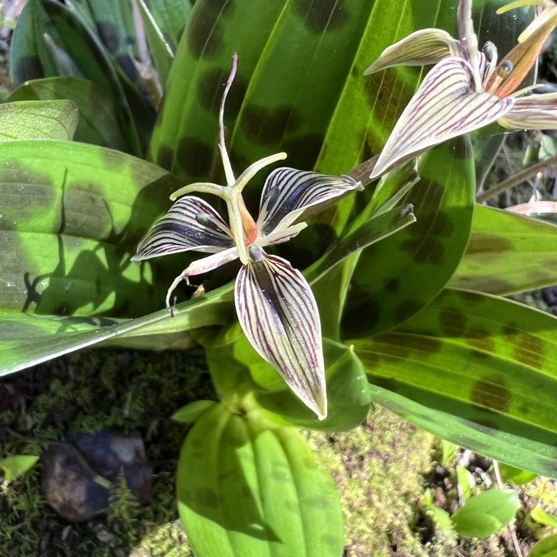 Close up of a Fetid Adder's Tongue flower.