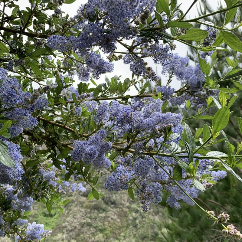 Blueblossom Flowers on Valley View Trail.