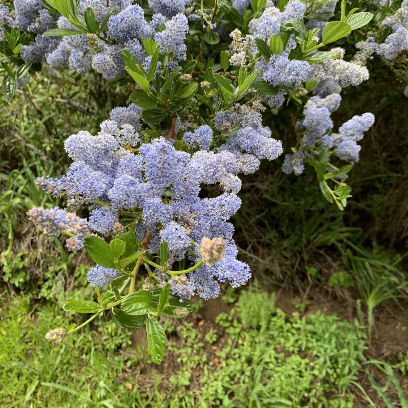 Blueblossom Flowers on Valley View Trail.