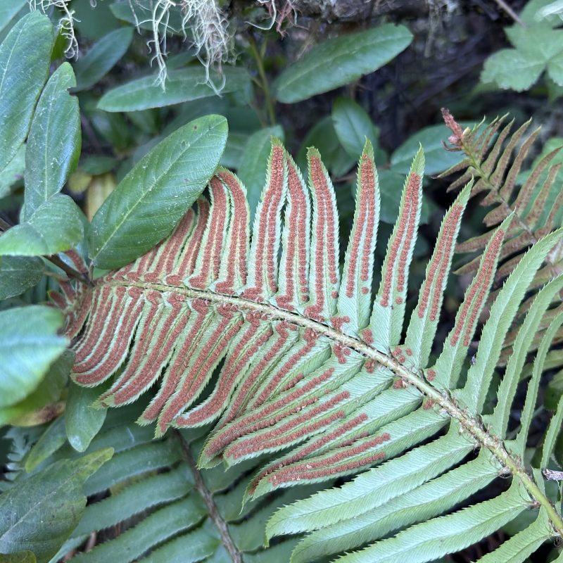 Western Sword Fern sori