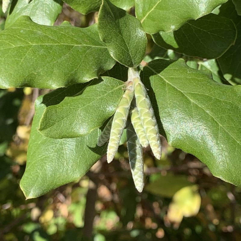 Female Catkins of a Coast Silktassel.