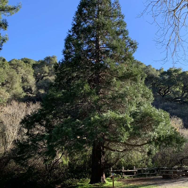 Giant Sequoia | Near Plaskon Nature Trail