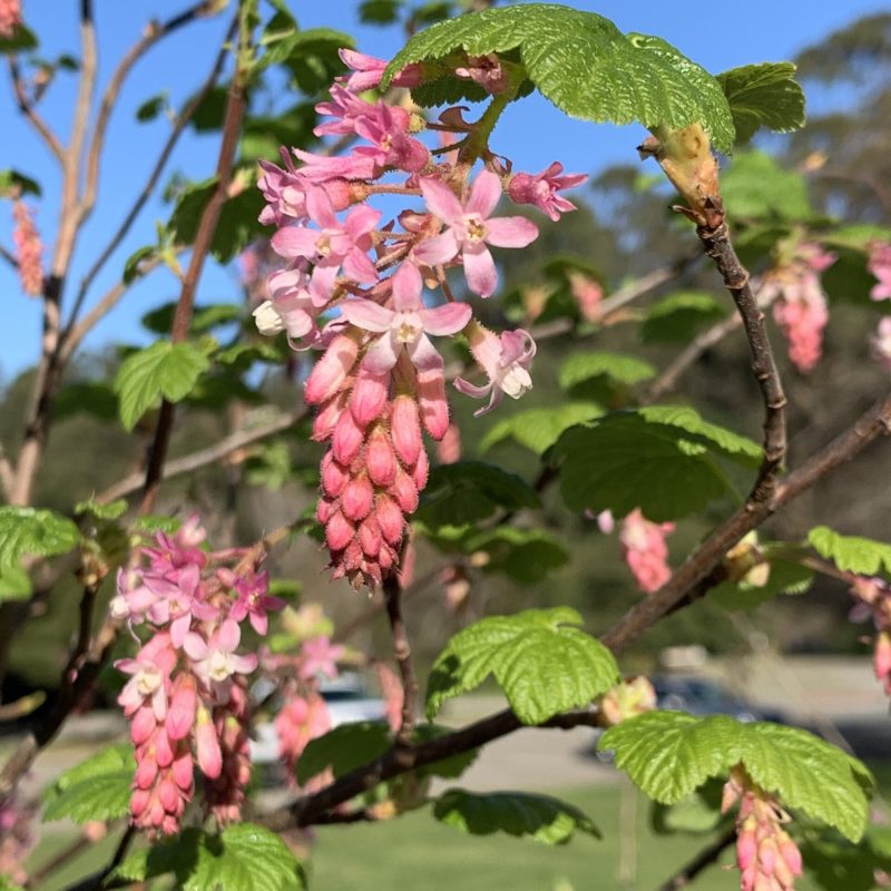 Flower of Pink-flowering Currant near Visitor Center.