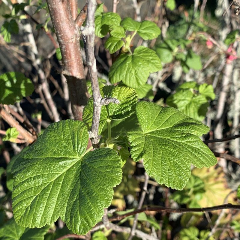 Leaves of a Pink-flowering Currant