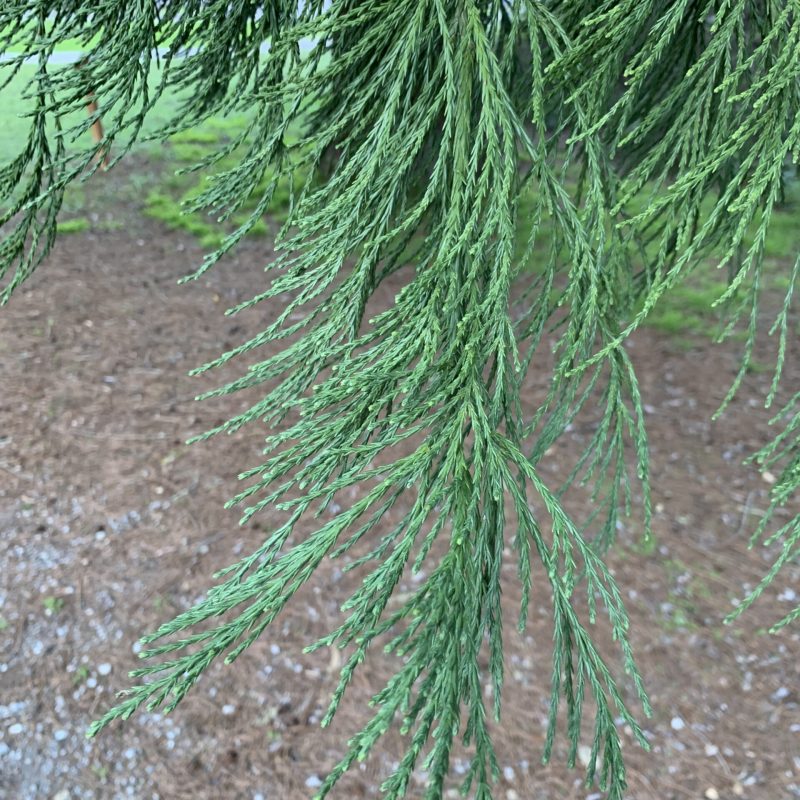 Giant Sequoia Needles close up.