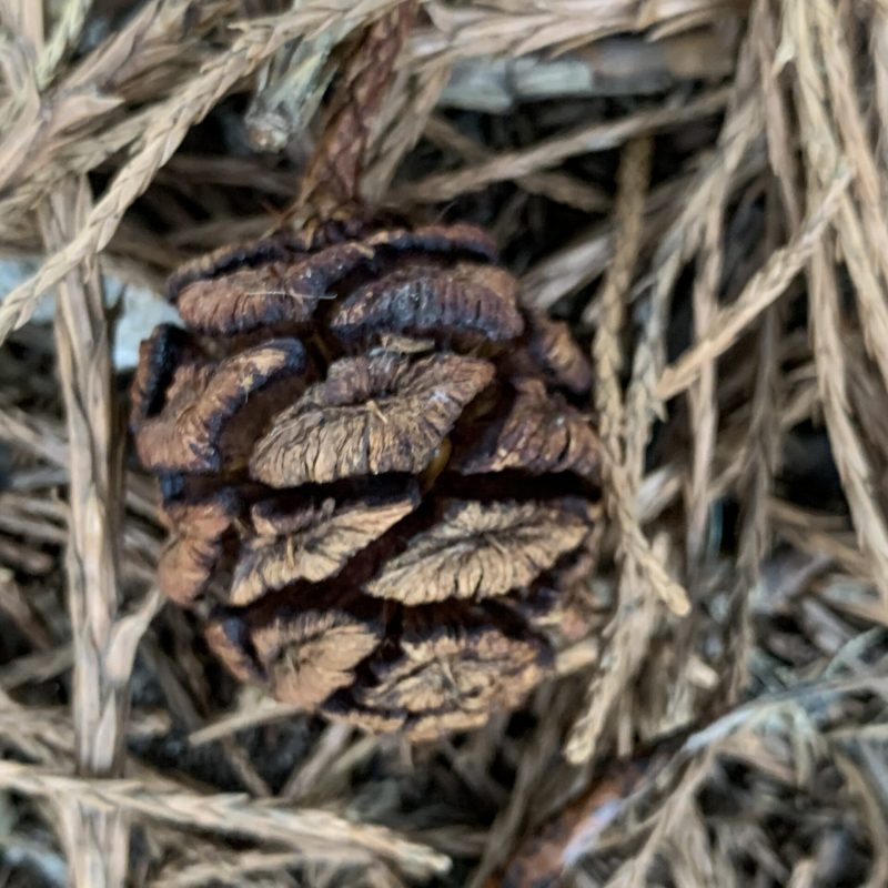 Close up of a Giant Sequoia Cone