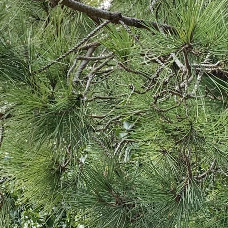 Monterey pine's branches and needles