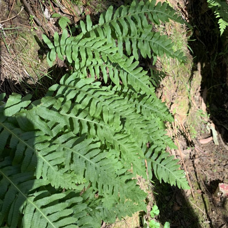 California Polypody plant on Brooks Creek Trail.