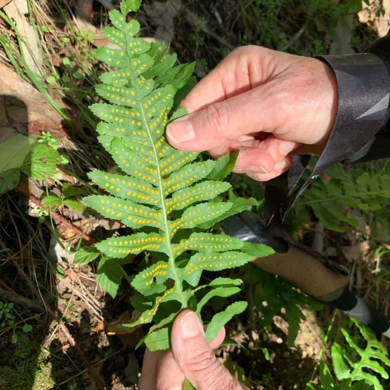 Photo of California Polypody underside of leaf/frond.