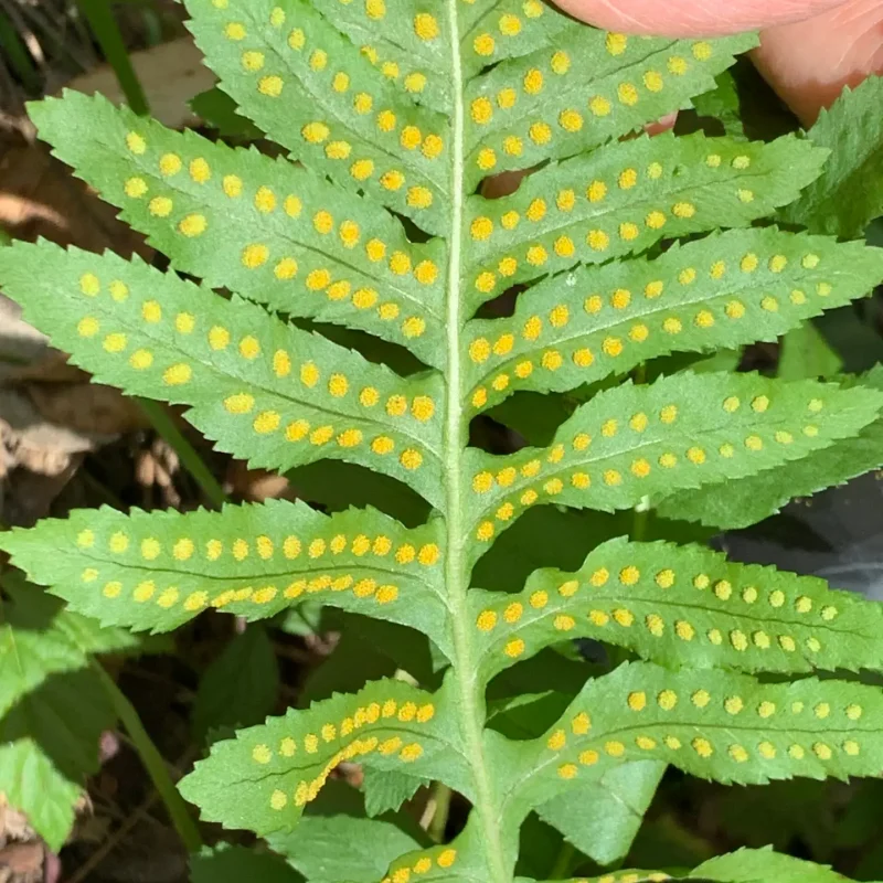 Photo of sori of California Polypody.