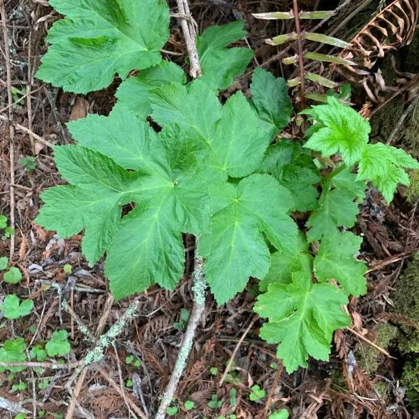 Young Cow Parsnip on Hazelnut Trail.