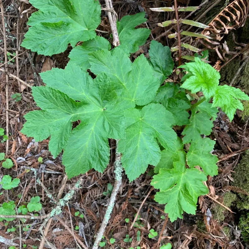 Young Cow Parsnip on Hazelnut Trail.